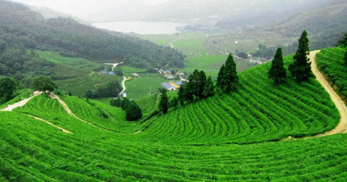Green tea gardens at Kausani Tea Estate in Bageshwar district, Uttarakhand